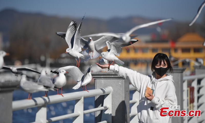 A Kunming citizen feeds the red-billed gulls at the bank of Dianchi Lake in Kunming, southwest China's Yunnan Province, Jan. 5, 2022. (Photo: China News Service/Liu Ranyang)