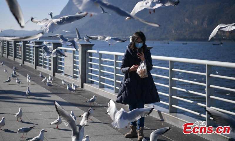 A Kunming citizen feeds the red-billed gulls at the bank of Dianchi Lake in Kunming, southwest China's Yunnan Province, Jan. 5, 2022. (Photo: China News Service/Liu Ranyang)