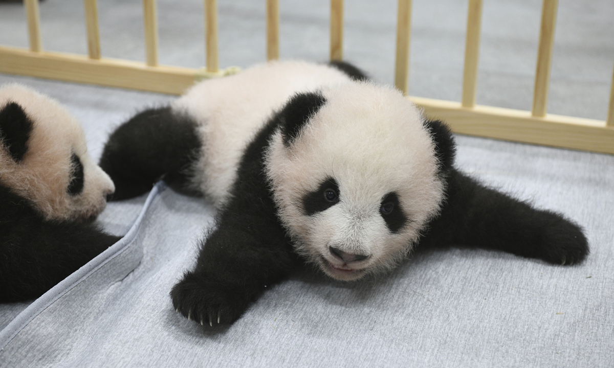 Newborn Twin Cubs Of Giant Panda To Meet Visitors In Japan Lucky Ones Will Be Selected In A Draw Global Times