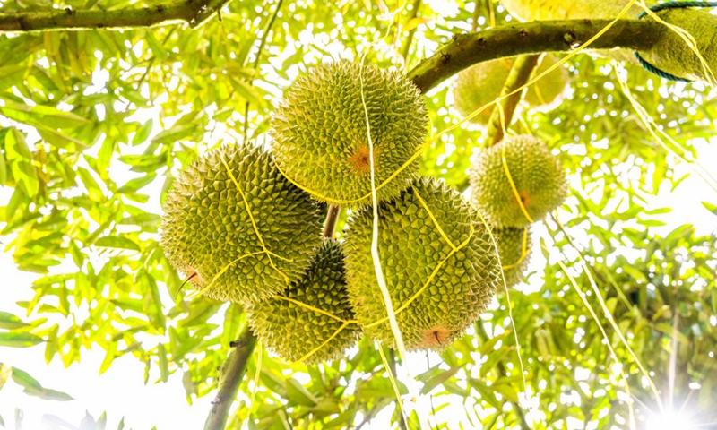 The Black Thorn durians are seen at a durian orchard in Raub, Malaysia, Nov. 21, 2021.(Photo: Xinhua)