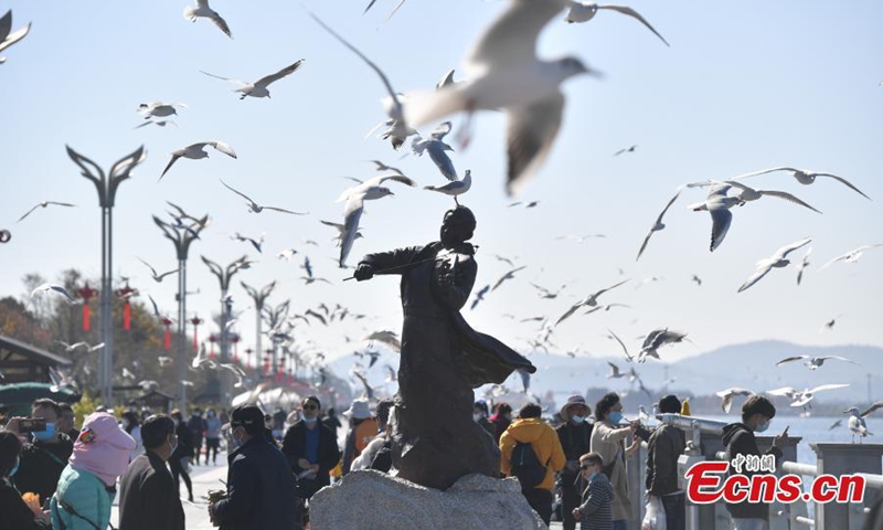 Red-billed gulls fly above the bank of Dianchi Lake in Kunming, southwest China's Yunnan Province, Jan. 5, 2022. (Photo: China News Service/Liu Ranyang)