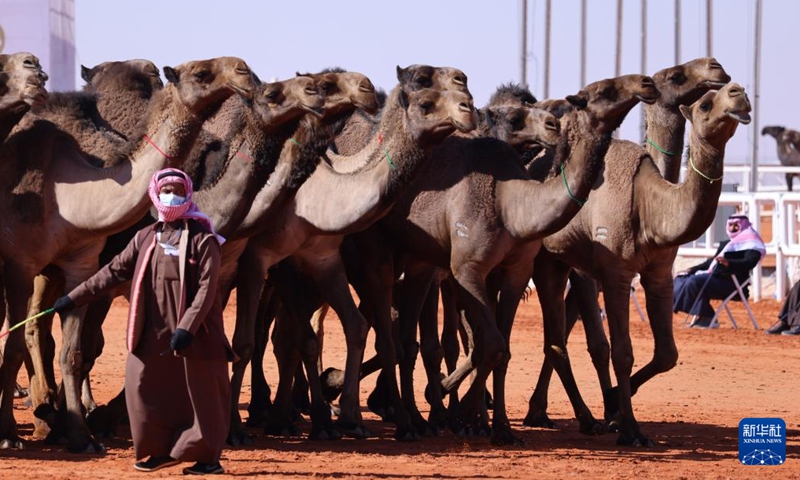 Camels are seen during the King Abdulaziz Camel Festival in north of Riyadh, Saudi Arabia, on Jan. 5, 2022. The festival kicked off here on Dec. 1, 2021, with the participation of about 33,000 camel owners.Photo:Xinhua