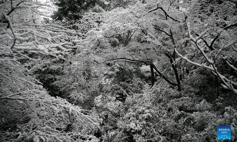 Photo taken on Jan. 6, 2022 shows the snow scenery at Meiji Jingu in Tokyo, Japan.(Photo: Xinhua)