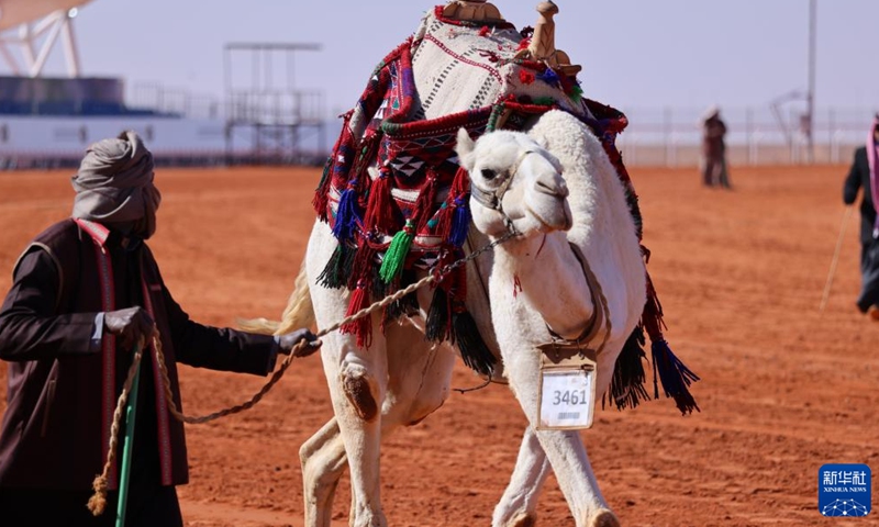 A camel is shown during the King Abdulaziz Camel Festival in north of Riyadh, Saudi Arabia, on Jan. 5, 2022. The festival kicked off here on Dec. 1, 2021, with the participation of about 33,000 camel owners.Photo:Xinhua