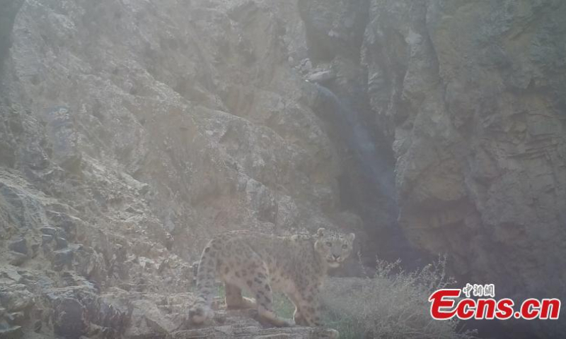 Photo shows a snow leopard in Qilian Mountains area in Qiuquan City, northwest China's Gansu Province. (Photo provided to China News Service by the Convergence Media Center of Aksay Kazakh Autonomous County)