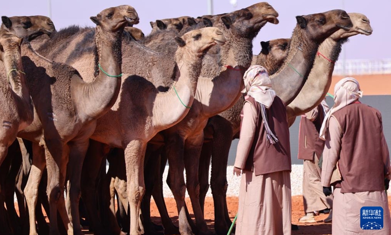 Camels are seen during the King Abdulaziz Camel Festival in north of Riyadh, Saudi Arabia, on Jan. 5, 2022. The festival kicked off here on Dec. 1, 2021, with the participation of about 33,000 camel owners.Photo:Xinhua