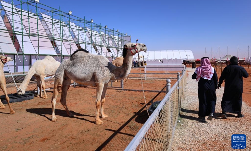A camel with beautiful hair trimming is seen during the King Abdulaziz Camel Festival in north of Riyadh, Saudi Arabia, on Jan. 5, 2022. The festival kicked off here on Dec. 1, 2021, with the participation of about 33,000 camel owners.Photo:Xinhua
