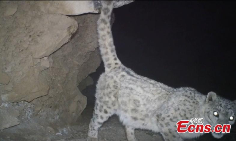 Photo shows a snow leopard in Qilian Mountains area in Qiuquan City, northwest China's Gansu Province. (Photo provided to China News Service by the Convergence Media Center of Aksay Kazakh Autonomous County)