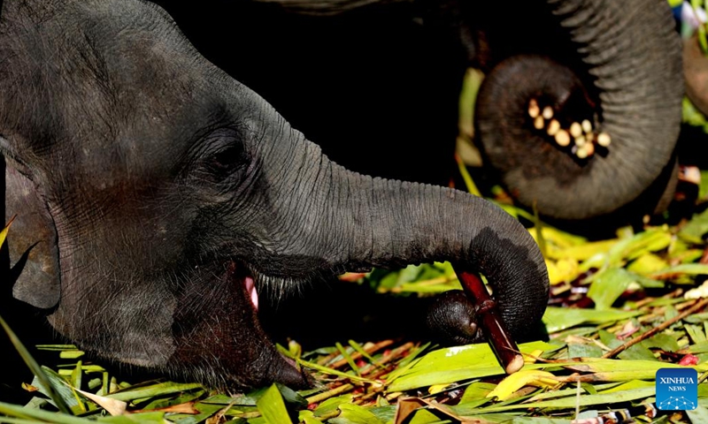 Elephants eat fruit and vegetables at the Wingabaw Elephant Camp in Bago region, Myanmar, on Jan. 7, 2022.Photo:Xinhua