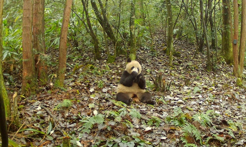 Photo taken by an infrared camera on Nov. 22, 2021 shows a giant panda named Xiaohetao in the wild. Xiaohetao was released into the Longxi-Hongkou National Nature Reserve, a habitat for wild pandas, in Dujiangyan, southwest China's Sichuan Province in December, 2018. The female panda was born on July 30, 2016.Photo:Xinhua
