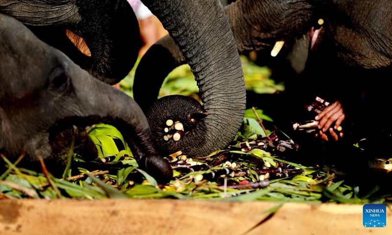 Elephants eat fruit and vegetables at the Wingabaw Elephant Camp in Bago region, Myanmar, on Jan. 7, 2022.Photo:Xinhua