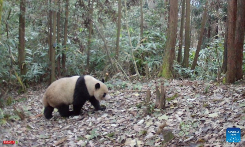 Photo taken by an infrared camera on Nov. 22, 2021 shows a giant panda named Xiaohetao in the wild. Xiaohetao was released into the Longxi-Hongkou National Nature Reserve, a habitat for wild pandas, in Dujiangyan, southwest China's Sichuan Province in December, 2018. The female panda was born on July 30, 2016.Photo:Xinhua