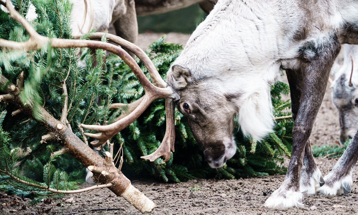A European Forest reindeer rubs his antlers on a Christmas tree in an enclosure at the Berlin Zoological Garden in Berlin, Germany, 29 December 2021. The Berlin Zoological Garden feeds traditionally not-sold, untreated, leftover Christmas trees to animals.Photo:IC