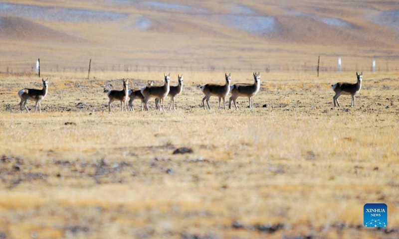 Tibetan gazelles are seen on the Haltent grassland in the Kazak Autonomous County of Aksay, northwest China's Gansu Province, Jan. 8, 2022.Photo:Xinhua