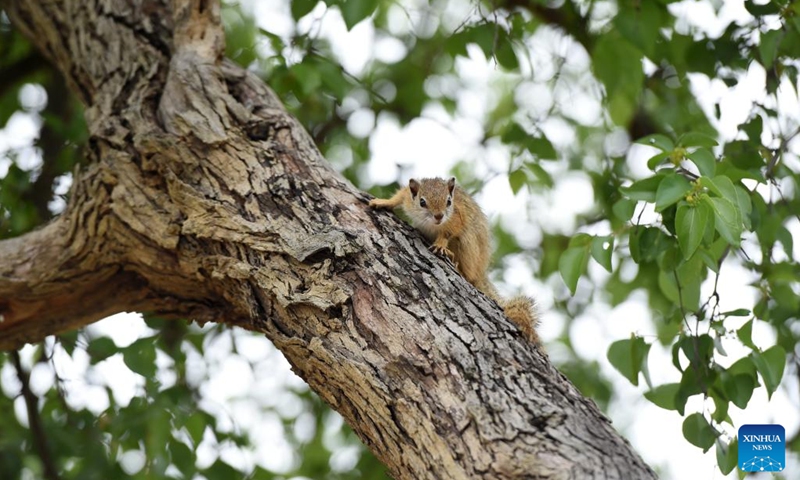A squirrel is seen at the Gaborone Game Reserve in Gaborone, capital of Botswana, Jan. 7, 2022. Gaborone Game Reserve was established in 1988 to give the public an opportunity to view Botswana's wildlife in a natural and accessible location.(Photo: Xinhua)