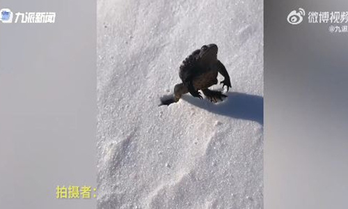 A toad is frozen into a scalpture while hopping on ice in Northeast China's Jilin Province.Photo: Screenshot of a video posted by Jiupai News