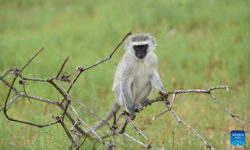 A vervet monkey is seen at the Gaborone Game Reserve in Gaborone, capital of Botswana, Jan. 7, 2022. Gaborone Game Reserve was established in 1988 to give the public an opportunity to view Botswana's wildlife in a natural and accessible location.(Photo: Xinhua)