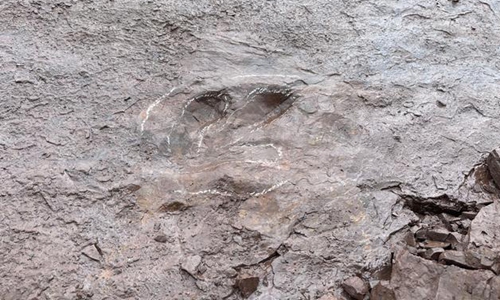 Dinosaur footprints are found in Zhaoqing, South China's Guangdong Province.Photo: The Beijing News