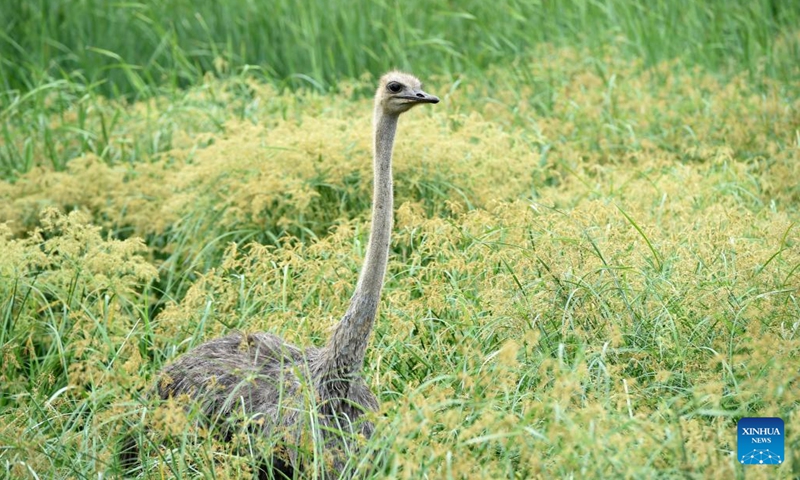 An ostrich is seen at the Gaborone Game Reserve in Gaborone, capital of Botswana, Jan. 7, 2022. Gaborone Game Reserve was established in 1988 to give the public an opportunity to view Botswana's wildlife in a natural and accessible location.(Photo: Xinhua)