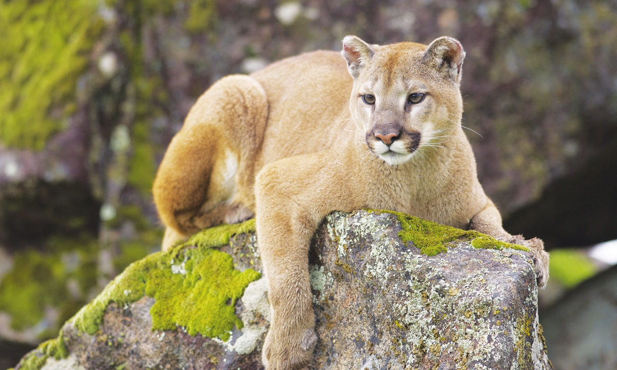 A cougar (Puma concolor) lies on a rock. The species has the largest range of native land mammal in the western hemisphere from Canada down to Patagonia, South Africa, and is found in almost every type of habitat. Photo: VCG
