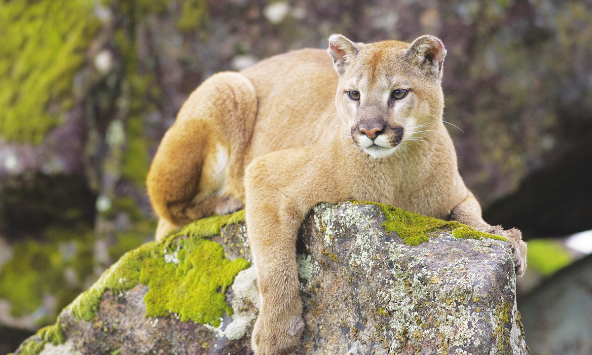 A cougar (Puma concolor) lies on a rock. The species has the largest range of native land mammal in the western hemisphere from Canada down to Patagonia, South Africa, and is found in almost every type of habitat. Photo: VCG
