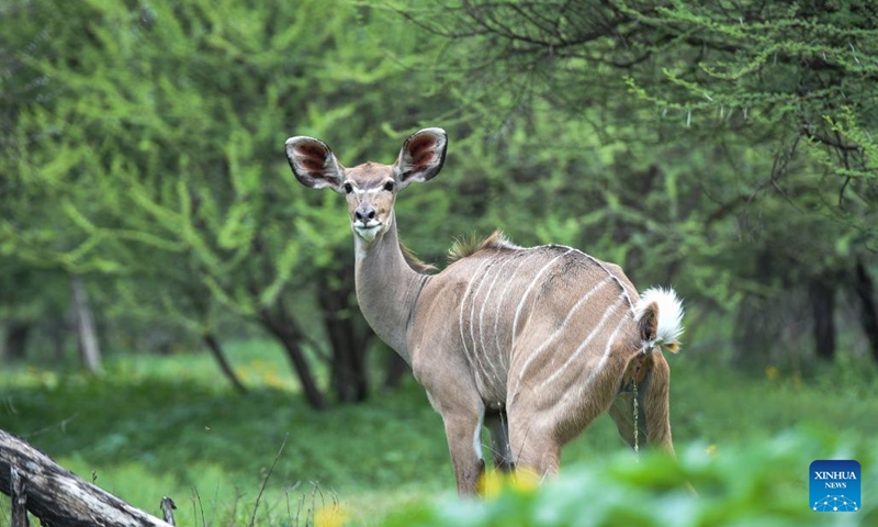 A kudu is seen at the Gaborone Game Reserve in Gaborone, capital of Botswana, Jan. 7, 2022. Gaborone Game Reserve was established in 1988 to give the public an opportunity to view Botswana's wildlife in a natural and accessible location.(Photo: Xinhua)