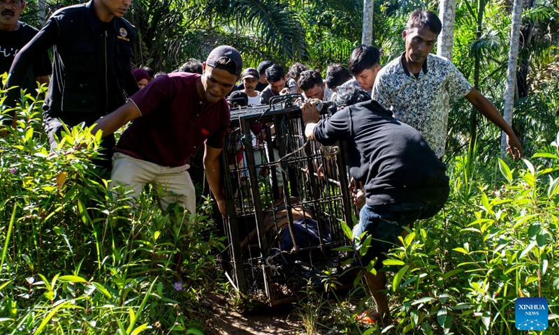 People carry a three-year-old female wild Sumatran tiger after it was rescued and evacuated by West Sumatra Natural Resources Conservation Agency (BKSDA) from oil palm plantation for observation at Mauna Hilia village in Agam district, West Sumatra, Indonesia, Jan. 11, 2022.(Photo: Xinhua)