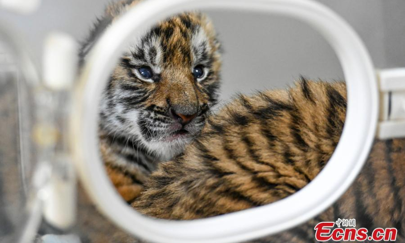 Two South China tiger cubs are in good shape in an incubator at a nature reserve in Shaoguan of south China’s Guangdong Province, January 12, 2022. (Photo: China News Service/Chen Jimin)