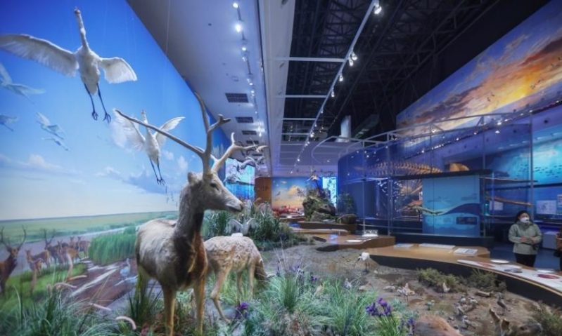 Animal specimens and herbaria exhibited in the Yellow Sea Wetland Museum attract visitors, January 11, 2022, Yancheng City, Jiangsu Province. (Photo: China News Service/Yang Bo)