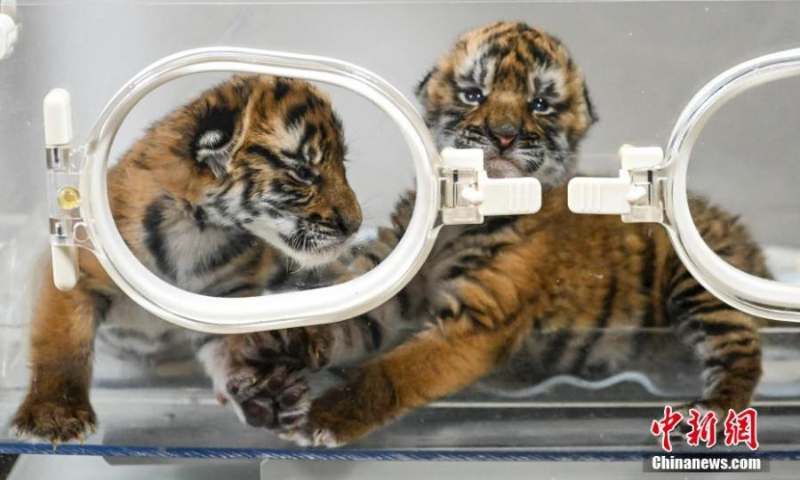Two South China tiger cubs are in good shape in an incubator at a nature reserve in Shaoguan of south Chinas Guangdong Province, January 12, 2022. (Photo: China News Service/Chen Jimin)