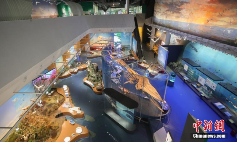 2022年1月11日拍摄的江苏省盐城市黄海湿地博物馆展出的动物标本和标本馆。  （图片：中新社/杨波）