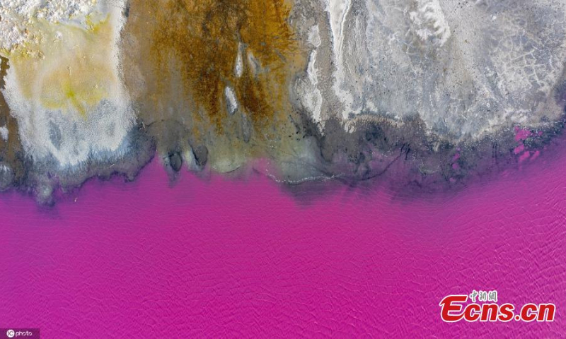 The pink water of a salt lake in Yuncheng City, Shanxi Province, Jan. 12, 2022. (Photo/IC Photo)