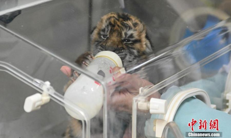 The care worker feeds one cub with the formula, January 12, 2022. (Photo: China News Service/Chen Jimin)