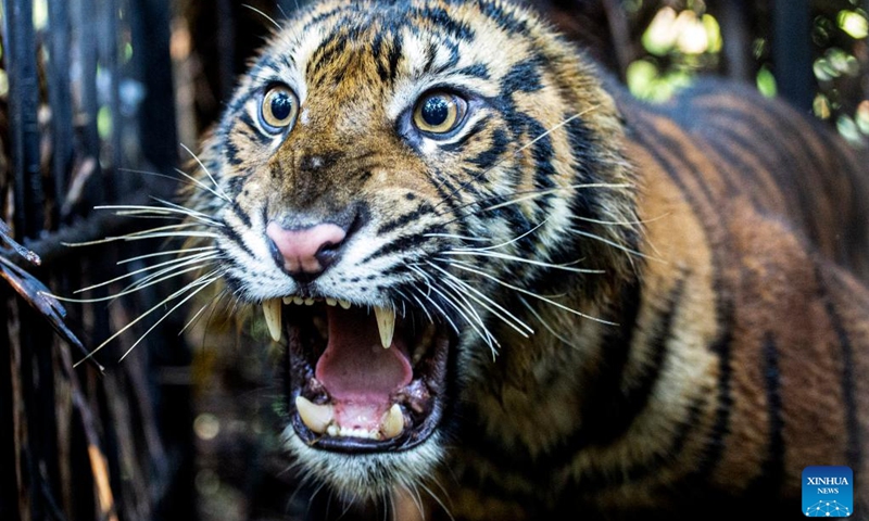 A 3-years-old female wild Sumatran tiger is seen inside a cage after it was rescued and evacuated by West Sumatra Natural Resources Conservation Agency (BKSDA) from oil palm plantation for observation at Mauna Hilia village in Agam district, West Sumatra, Indonesia, Jan. 11, 2022.(Photo: Xinhua)