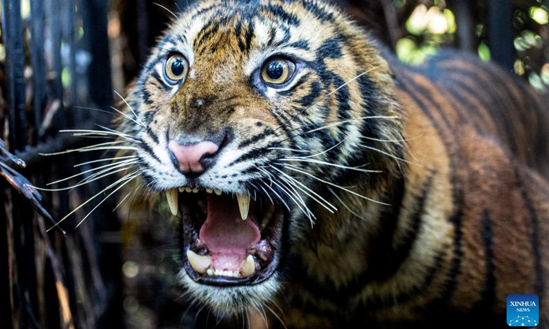 sumatrantigerrescuedandevacuatedinindonesia