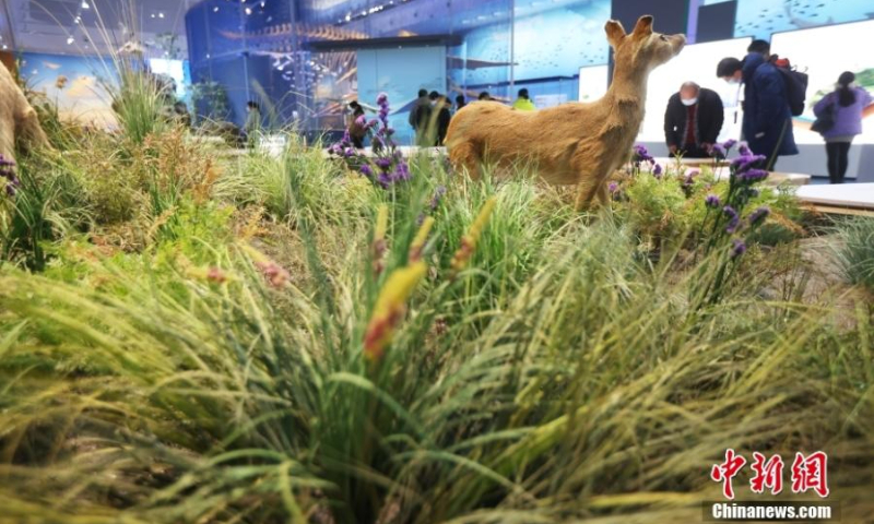 Animal specimens and herbaria exhibited in the Yellow Sea Wetland Museum attract visitors, January 11, 2022, Yancheng City, Jiangsu Province. (Photo: China News Service/Yang Bo)