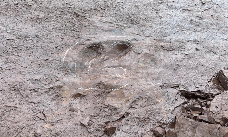 A close-up picture of a Cretaceous dinosaur footprint discovered in Huaiji County, south China's Guangdong Province.(Photo: Xinhua)