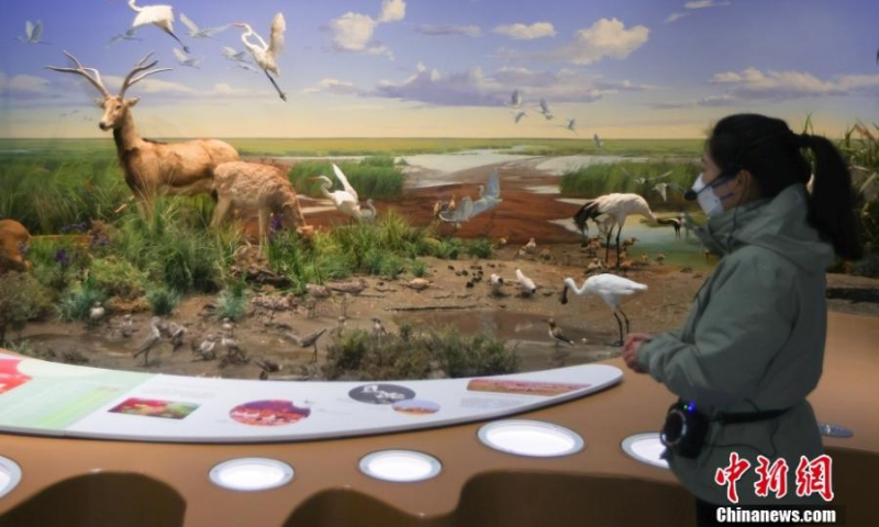 2022年1月11日，江苏省盐城市，导游讲解黄海湿地博物馆展出的动物标本吸引游客。  （图片：中新社/杨波）