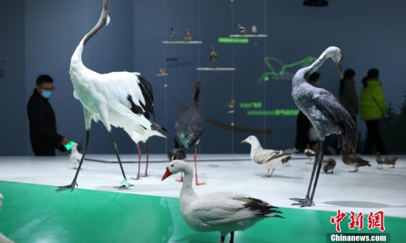 2022年1月11日，江苏省盐城市，黄海湿地博物馆展出的动物标本和标本馆吸引了游客。  （图片：中新社/杨波）