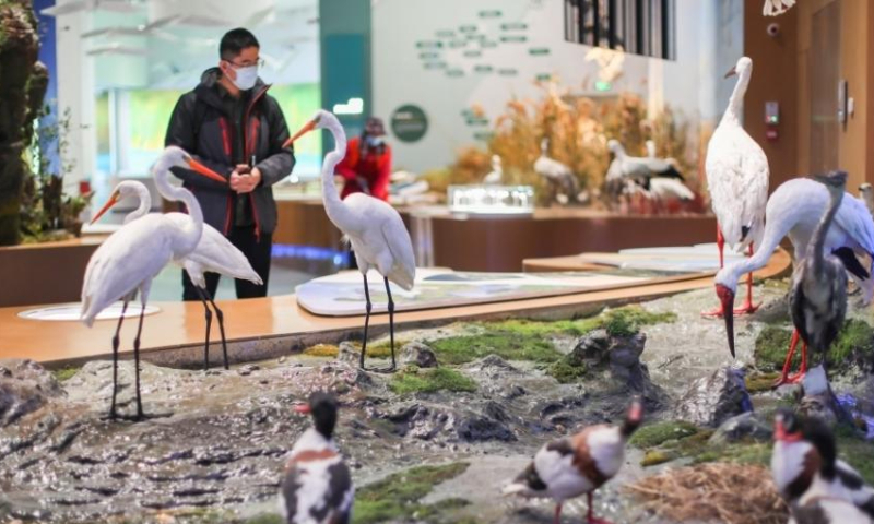 2022年1月11日拍摄的江苏省盐城市黄海湿地博物馆展出的动物标本和标本馆。  （图片：中新社/杨波）