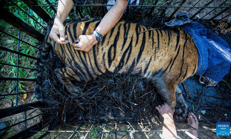 A veterinary gives a medicine to a 3-year-old female wild Sumatran tiger inside a cage after it was rescued and evacuated by West Sumatra Natural Resources Conservation Agency (BKSDA) from oil palm plantation for observation at Mauna Hilia village in Agam district, West Sumatra, Indonesia, Jan. 11, 2022.(Photo: Xinhua)