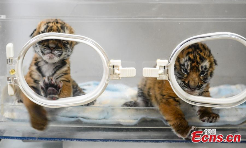Two South China tiger cubs are in good shape in an incubator at a nature reserve in Shaoguan of south China’s Guangdong Province, January 12, 2022. (Photo: China News Service/Chen Jimin)