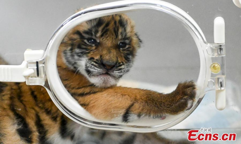 A South China tiger cub is in good shape in the incubator at a nature reserve in Shaoguan of south China’s Guangdong Province in Shaoguan, January 12, 2022. (Photo: China News Service/Chen Jimin)