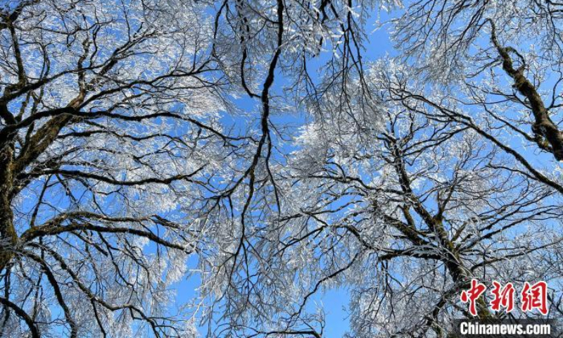 Photo shows the beautiful view of rime in the winter sunshine, January 11, 2022. (Photo: China News Service/Liang Qiang)