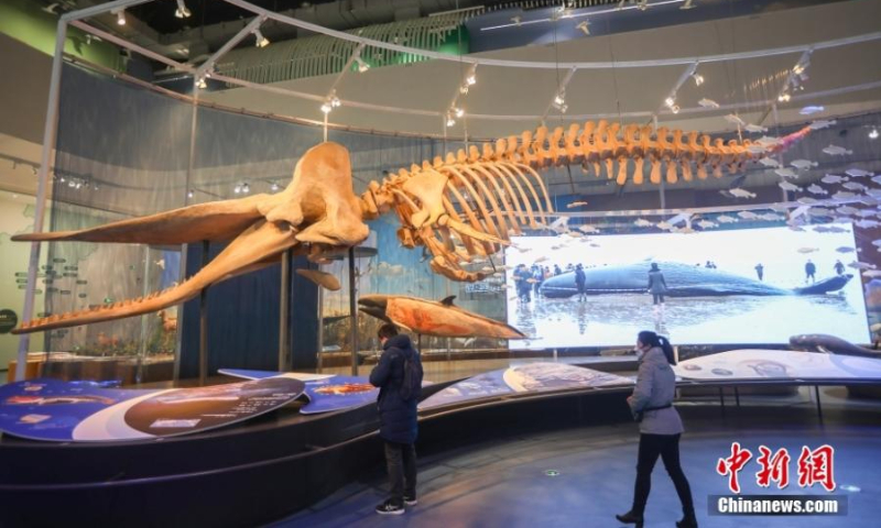 Photo taken on January 11, 2022 shows the skeleton of a sperm whale in the Yellow Sea Wetland Museum in Yancheng City, Jiangsu Province. (Photo: China News Service/Yang Bo)