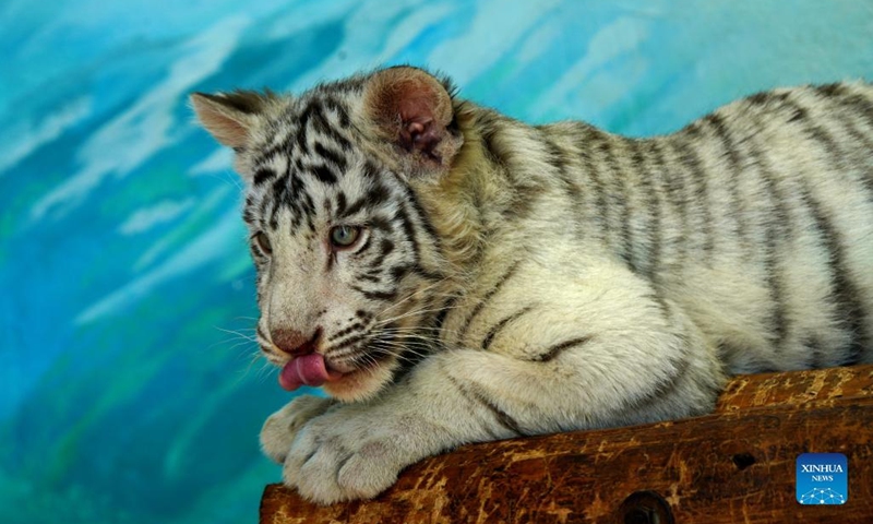 White tiger cub Xiaobai is seen at Shanghai Wild Animal Park in Shanghai, east China, Jan. 12, 2022. White tiger cub Xiaobai, born on Sept. 21, 2021, is being nurtured at present in Shanghai Wild Animal Park with other two Siberian tiger cubs.(Photo: Xinhua)