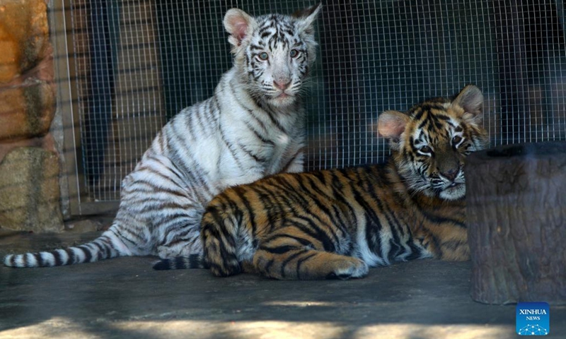 White tiger cub Xiaobai is seen with a Siberian tiger cub at Shanghai Wild Animal Park in Shanghai, east China, Jan. 12, 2022. White tiger cub Xiaobai, born on Sept. 21, 2021, is being nurtured at present in Shanghai Wild Animal Park with other two Siberian tiger cubs.(Photo: Xinhua)
