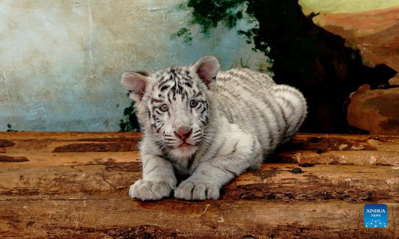 White tiger cub Xiaobai is seen at Shanghai Wild Animal Park in Shanghai, east China, Jan. 12, 2022. White tiger cub Xiaobai, born on Sept. 21, 2021, is being nurtured at present in Shanghai Wild Animal Park with other two Siberian tiger cubs.(Photo: Xinhua)