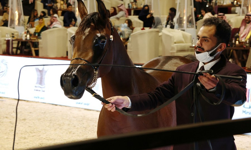 A horse is displayed during an auction at Saudi Arabian Horses Festival in Riyadh, Saudi Arabia, on Jan. 10, 2022.(Photo: Xinhua)