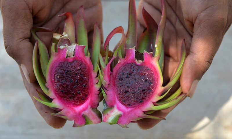 Palestinian farmer displays a pink dragon fruits or pitayas inside his farm, in the northern Gaza Strip town of Beit Hanoun, Sept. 21, 2019.(Photo: Xinhua)